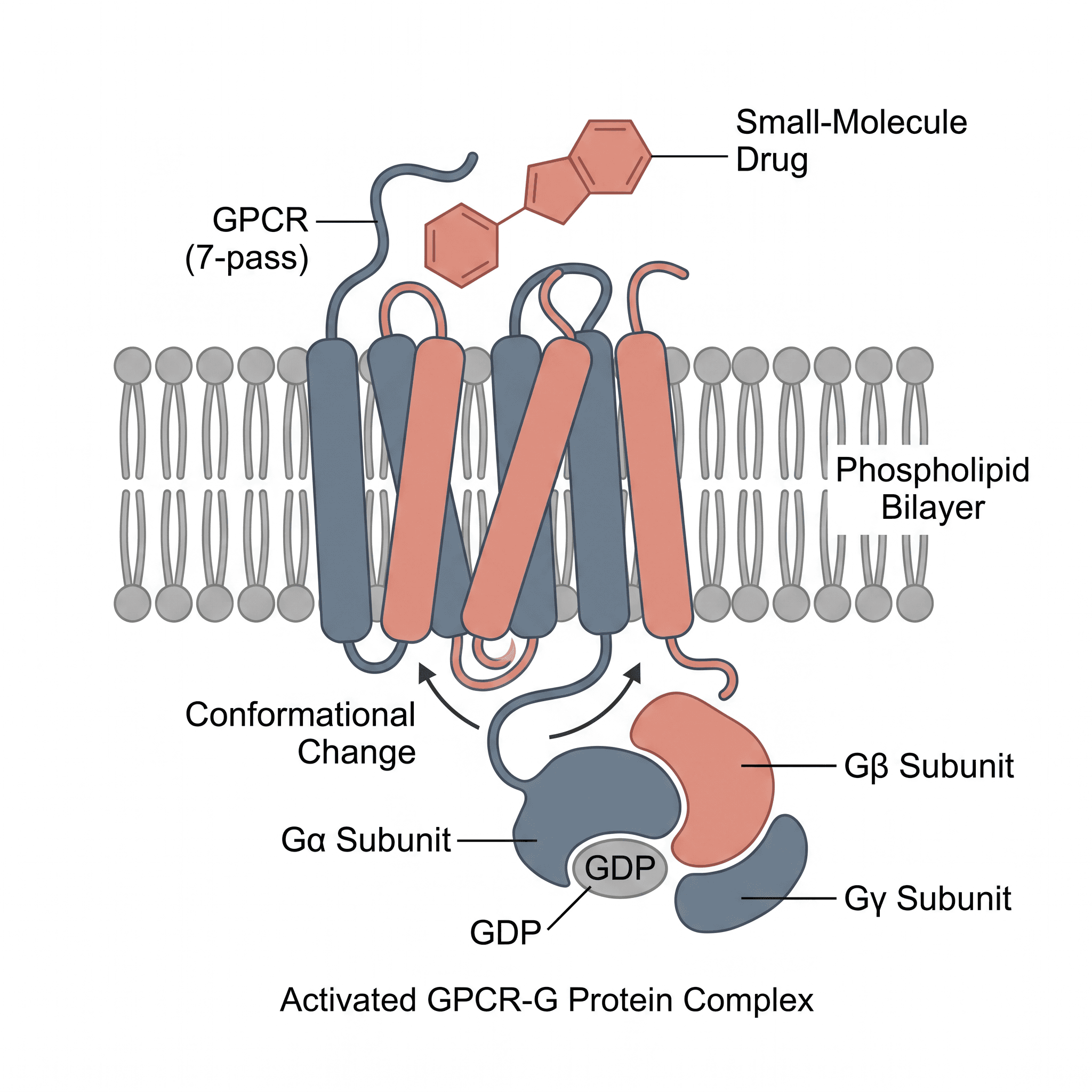 GPCR with small-molecule drug docking and G-protein complex