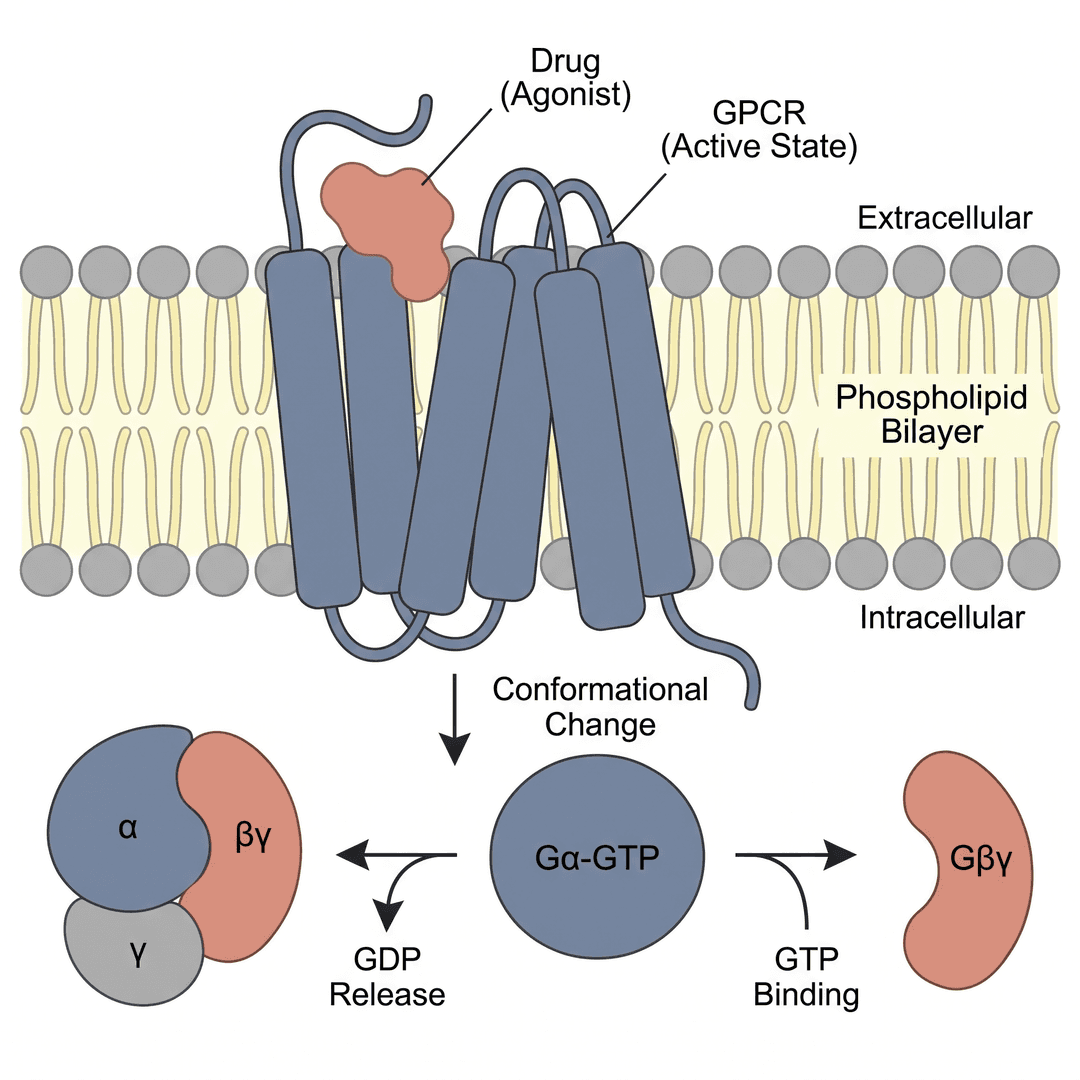 GPCR signaling mechanism diagram for a scientific paper