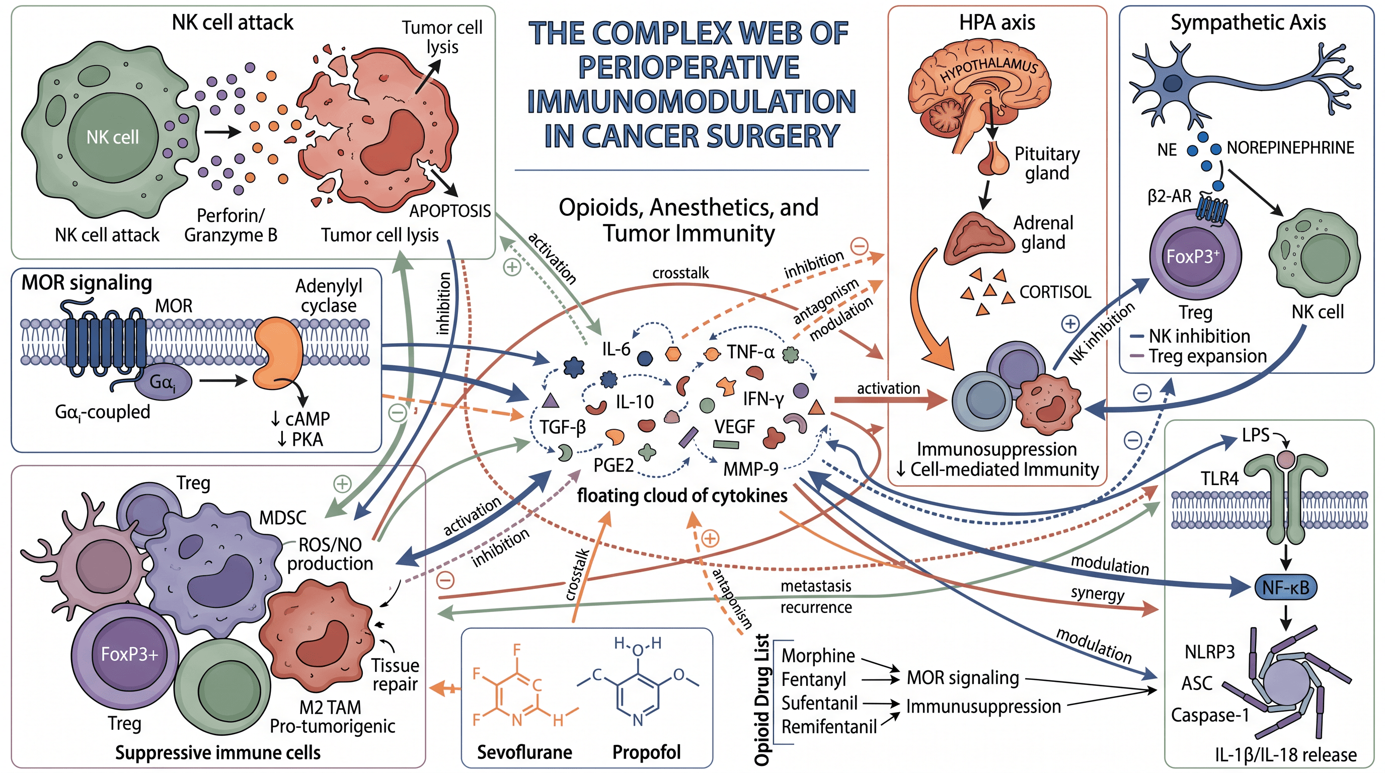 Perioperative immunomodulation in cancer surgery